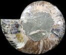 Cut Ammonite Fossil (Half) - Agatized #42524-1